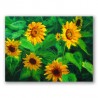 Girasoles