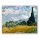 Campo de trigo con cipreses