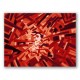 Luces Rojas