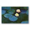 Water Lilies